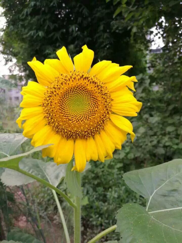 image.jpeg