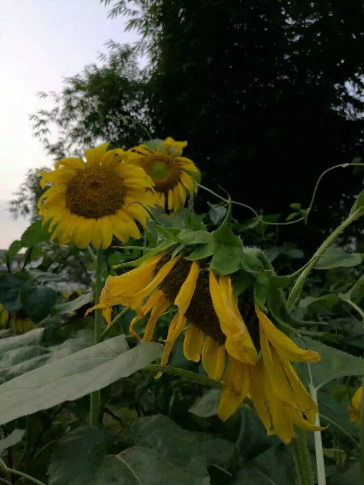 image.jpeg