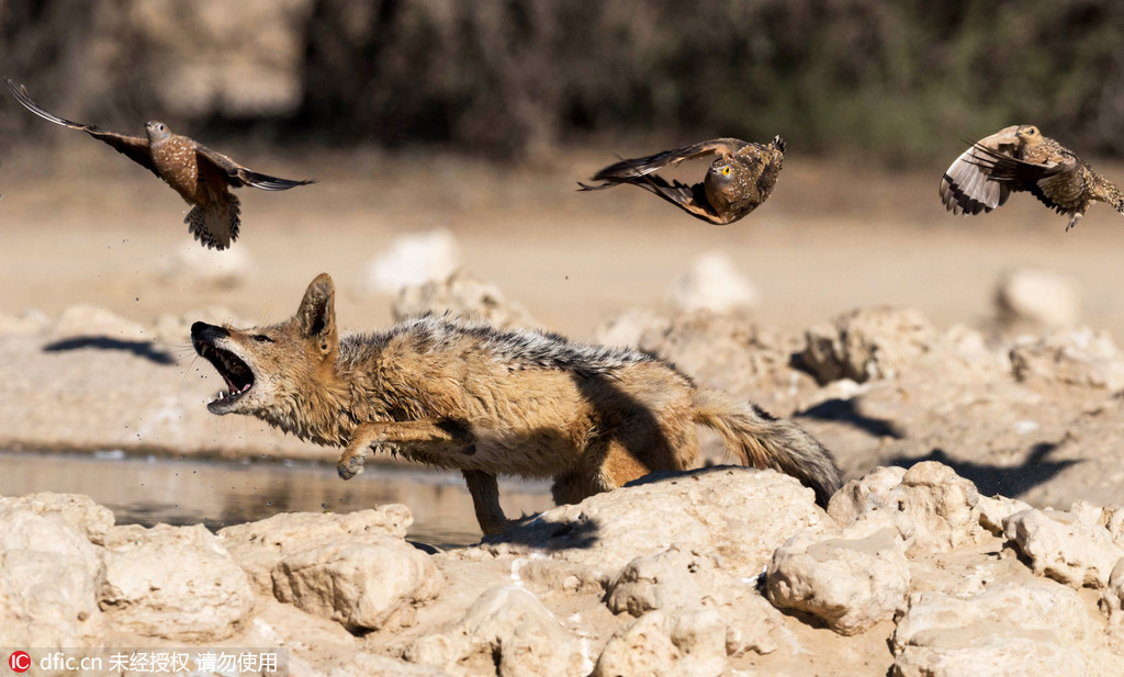 南非胡狼上演惊艳高空捕食