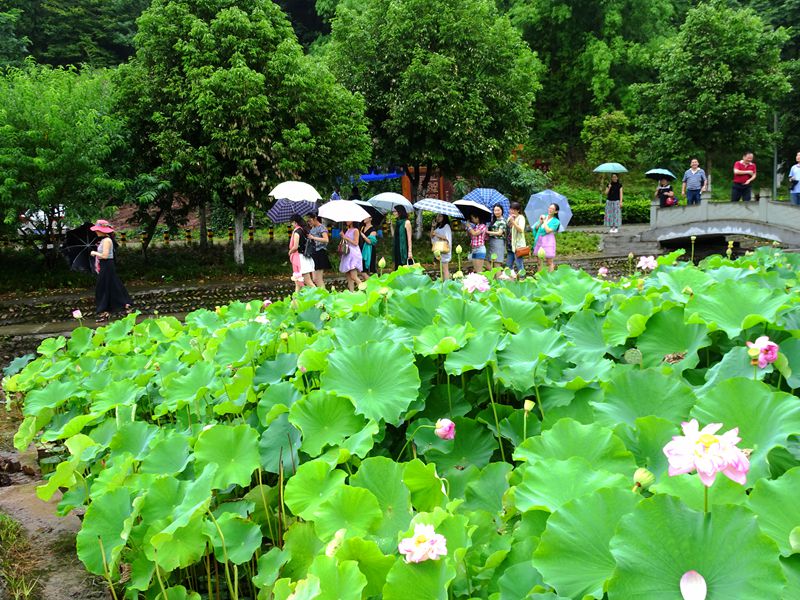 张澜故居一生莲节图片图片