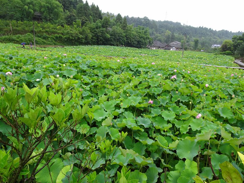 西充县莲池乡张澜故居--荷花莲海 千亩荷花规划有致,可 .