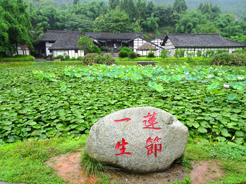 西充县莲池乡张澜故居--荷花莲海 千亩荷花规划有致,可 .