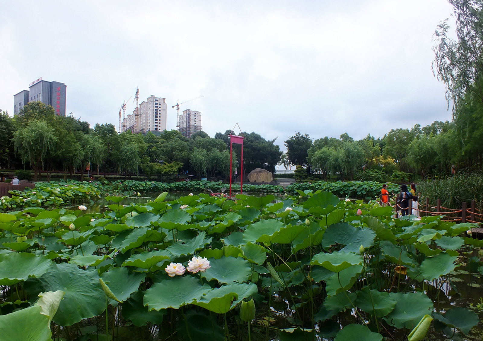 陈家山荷花公园图片