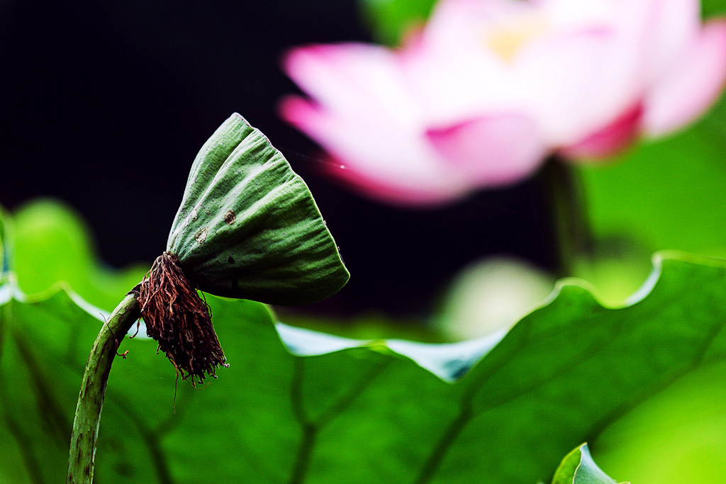 20160709-181A5974.jpg