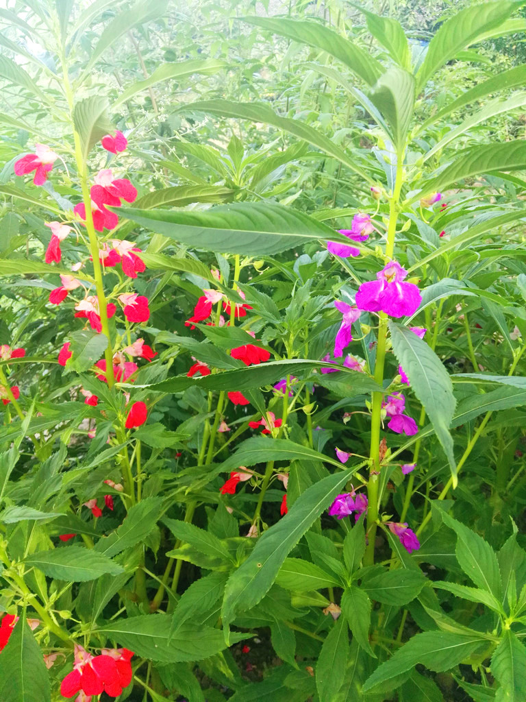 IMG_20160724_065627.jpg