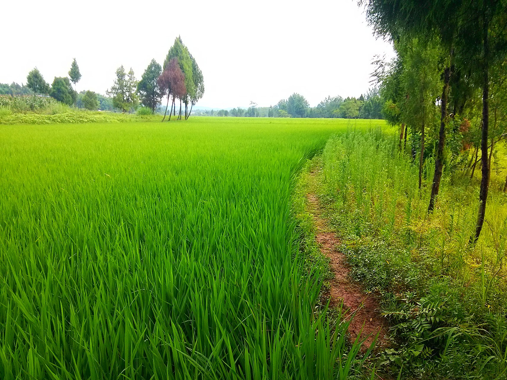 欣赏:《乡间小路》(张明敏)