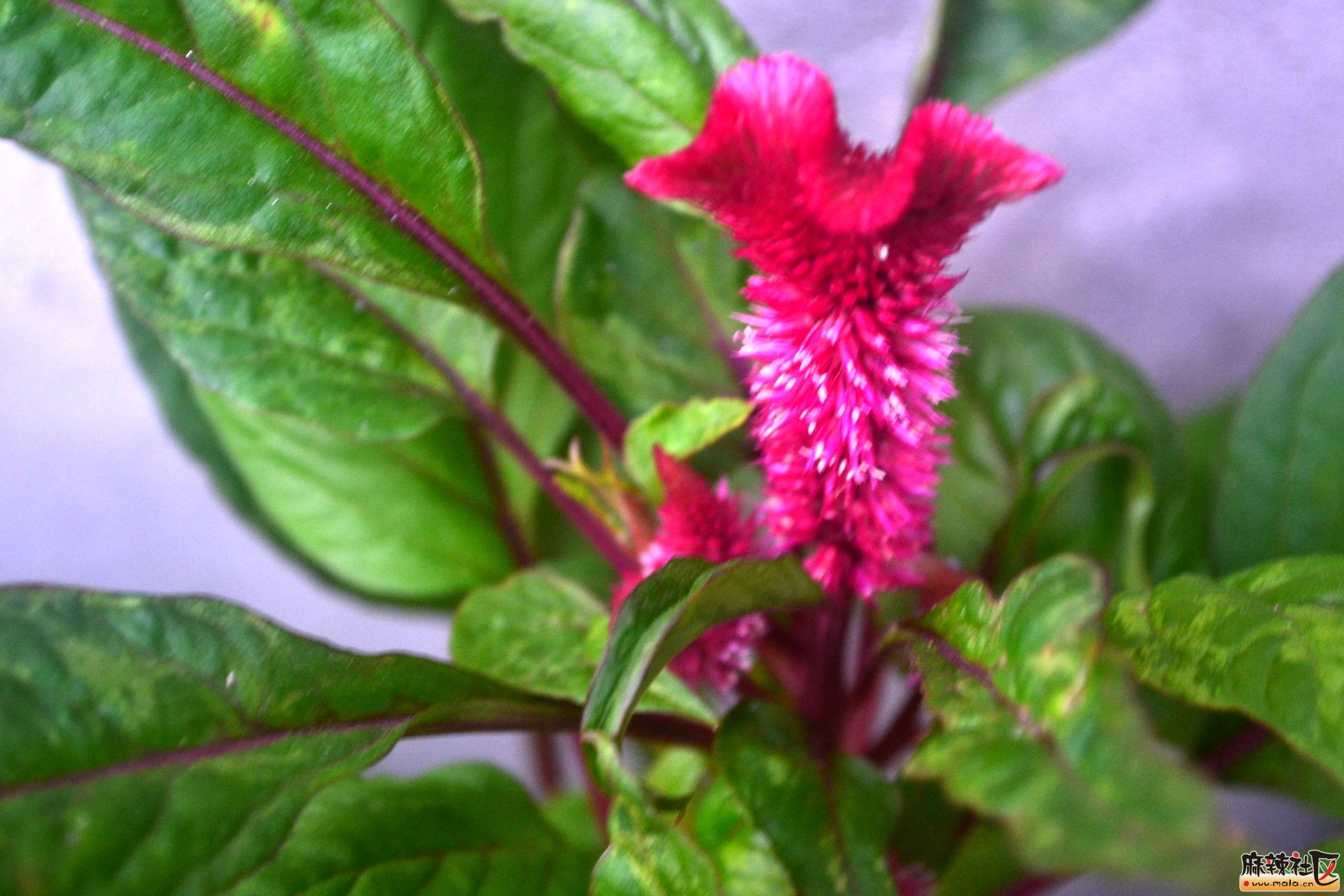 DSC_9154.JPG