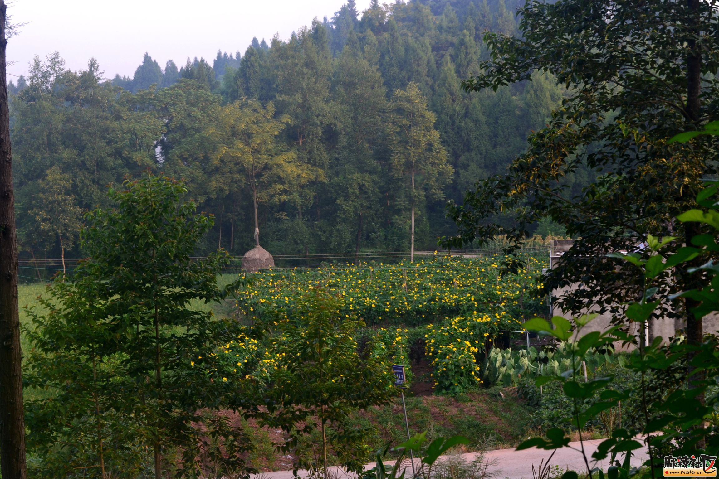 DSC_9157.JPG