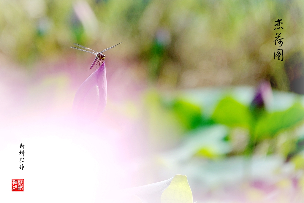 DSC07217_.jpg