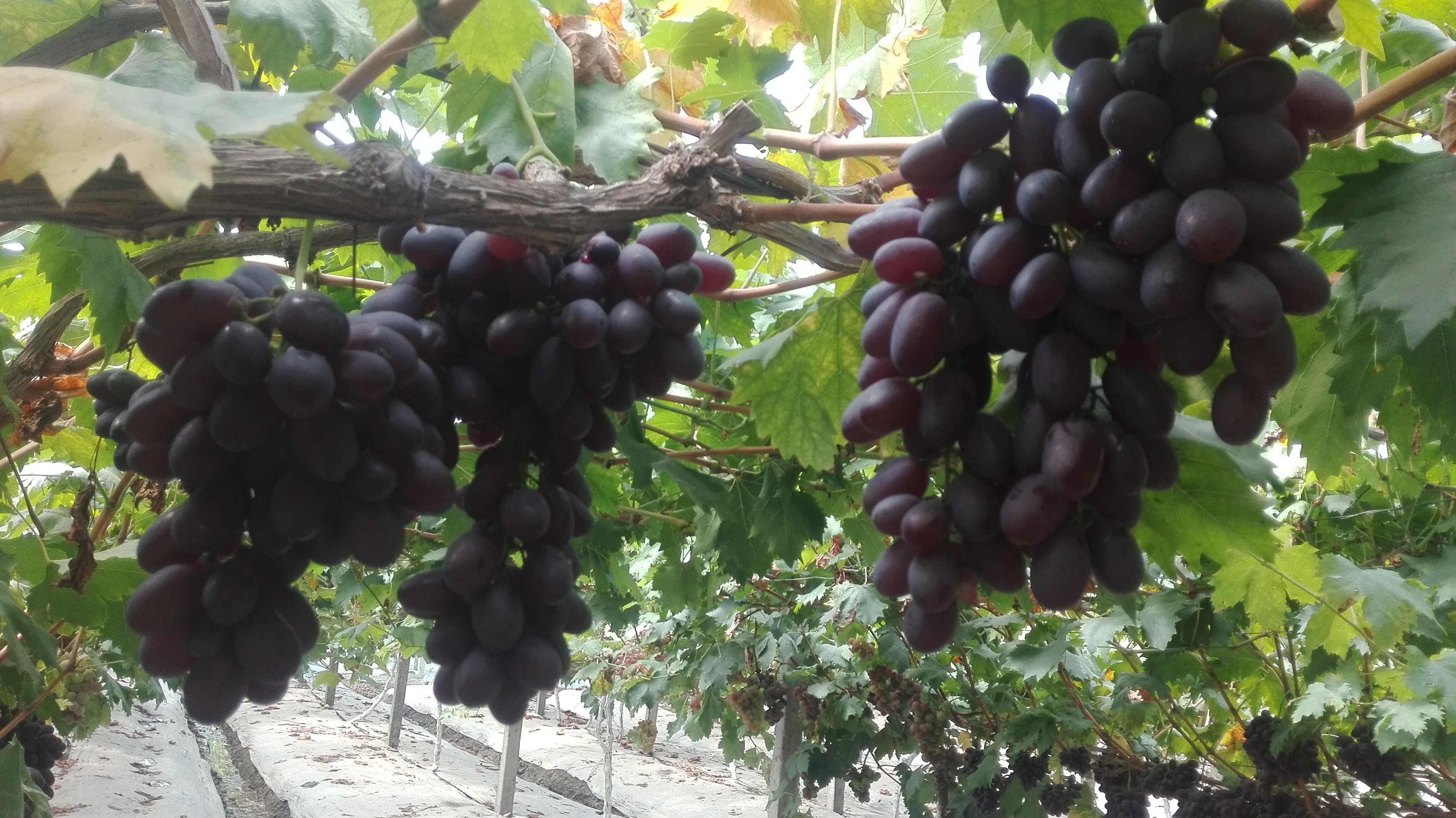 网红都来了,彭山葡萄有这么大魅力吗?