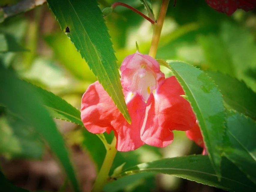 夏日的指甲花与芝麻花!
