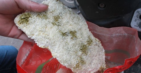大米黄曲霉菌图片