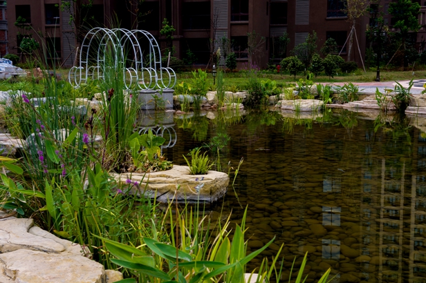 蓬安美图欣赏之紫苑枫丹白露!