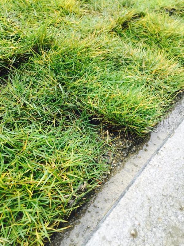 成都合能地产:为应付绿化验收竟往水泥地上铺草