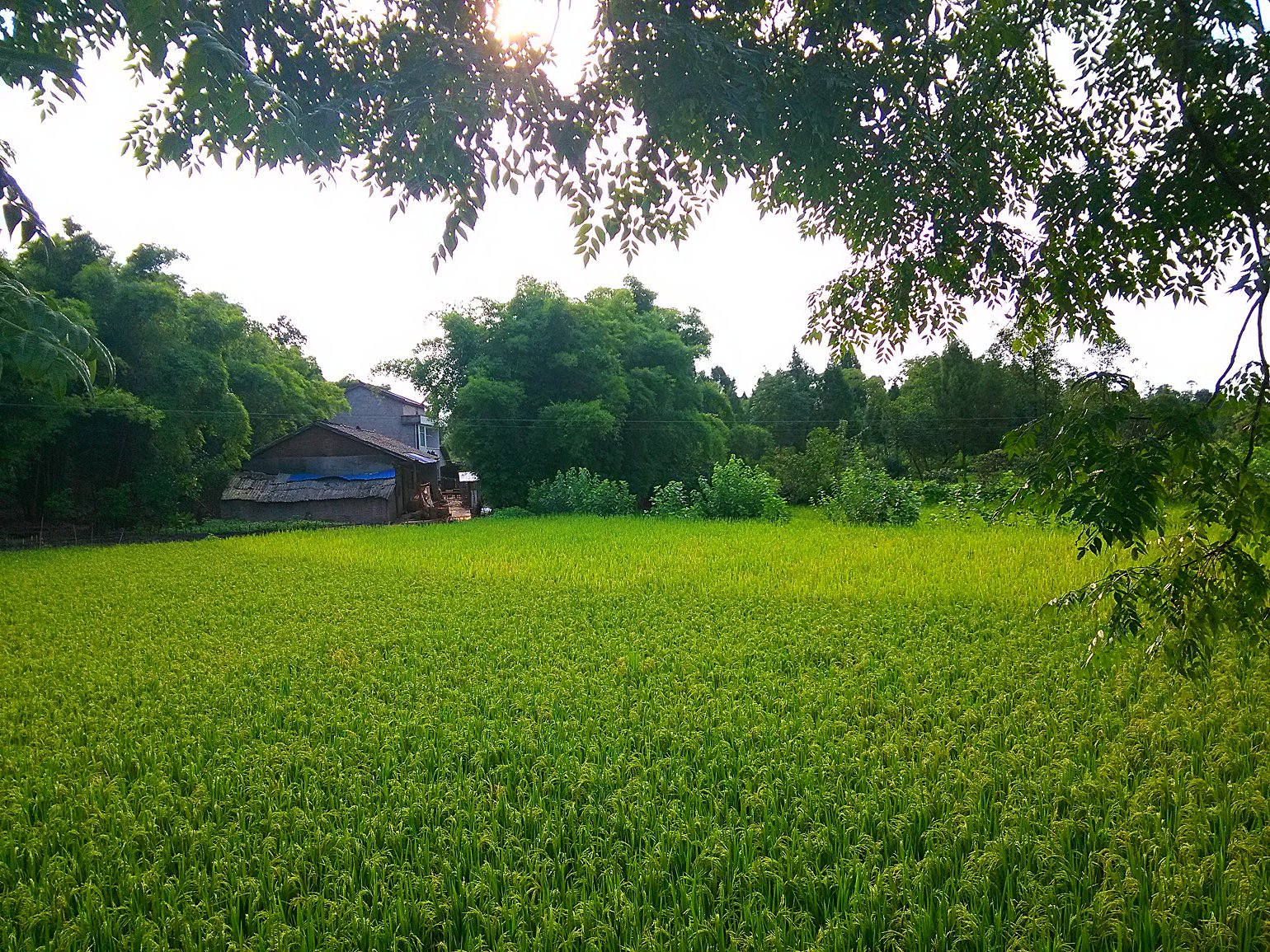 IMG_20160726_175518.jpg