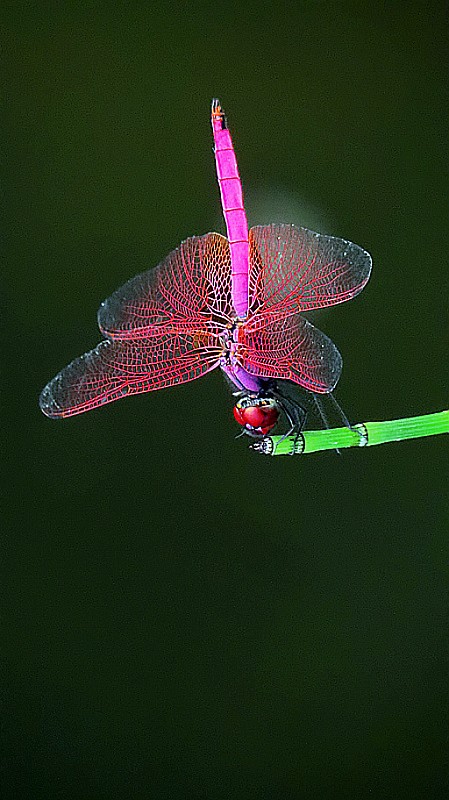 夏日紫红色蜻蜓
