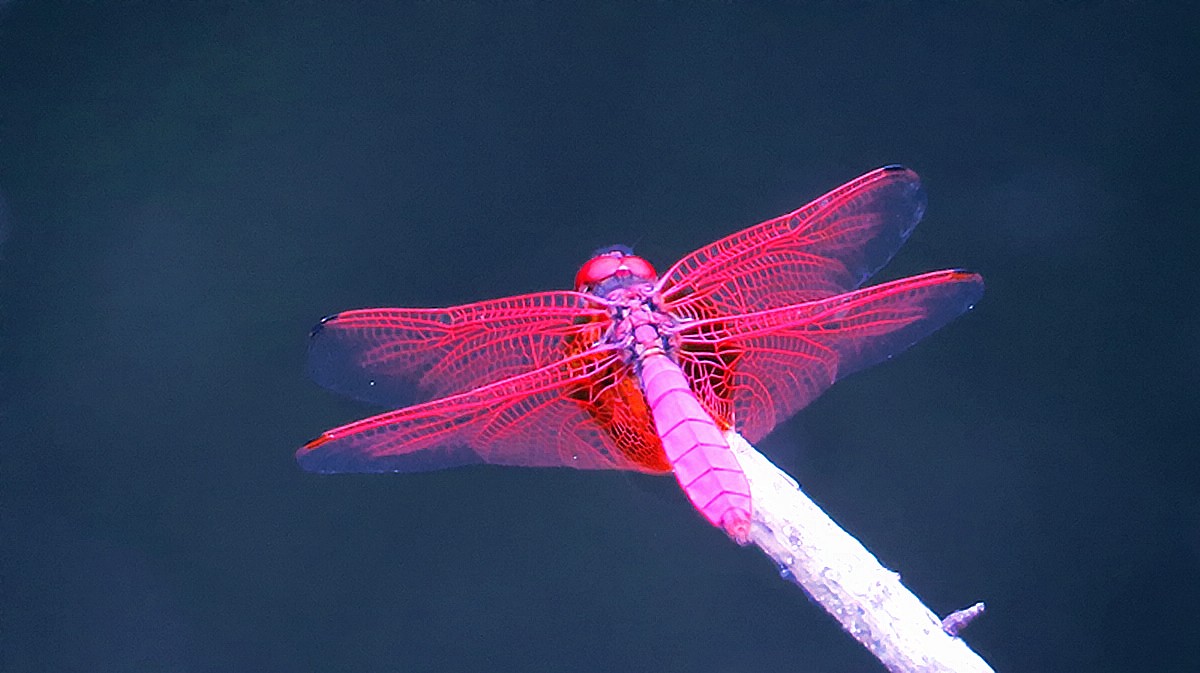夏日紫红色蜻蜓