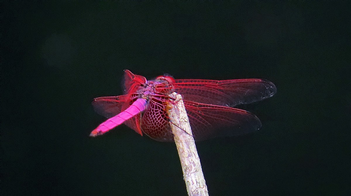 夏日紫红色蜻蜓