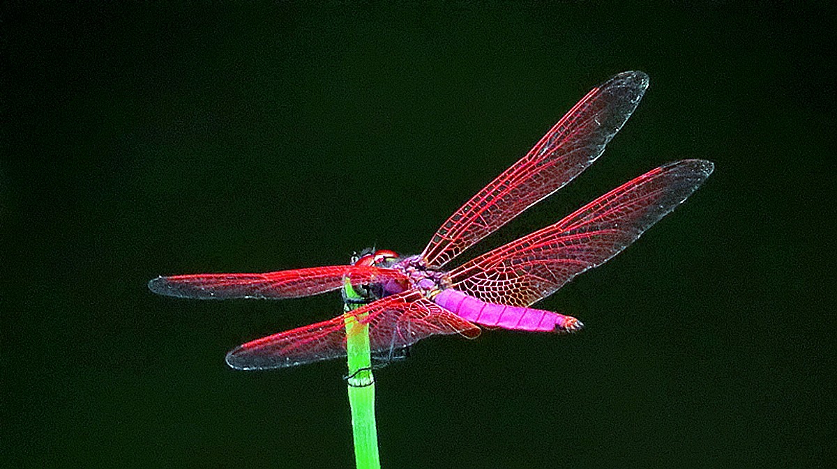 夏日紫红色蜻蜓