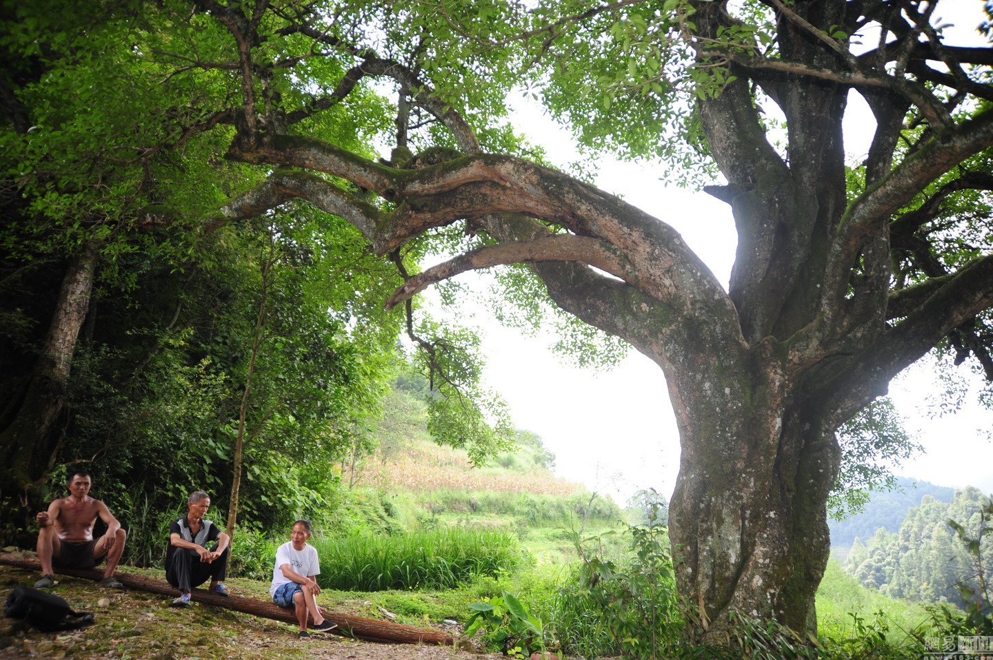 树立千姿百态10—— 百年桂花树 树冠达300平米仍开花溢香