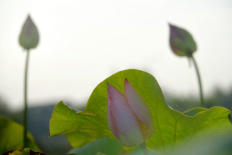 DSC03996_.jpg