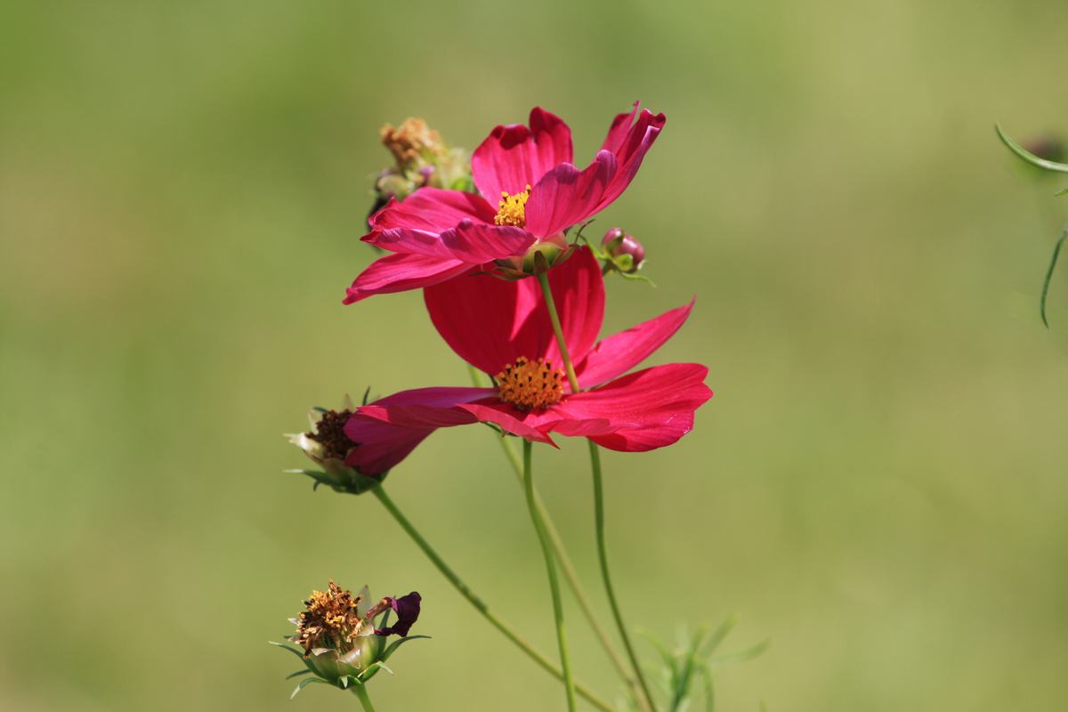 波斯菊