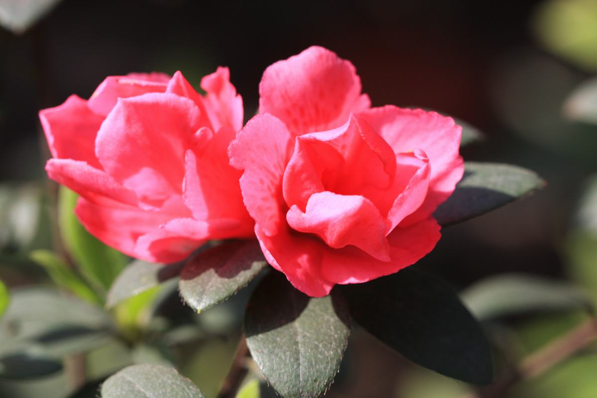 IMG_5206.JPG