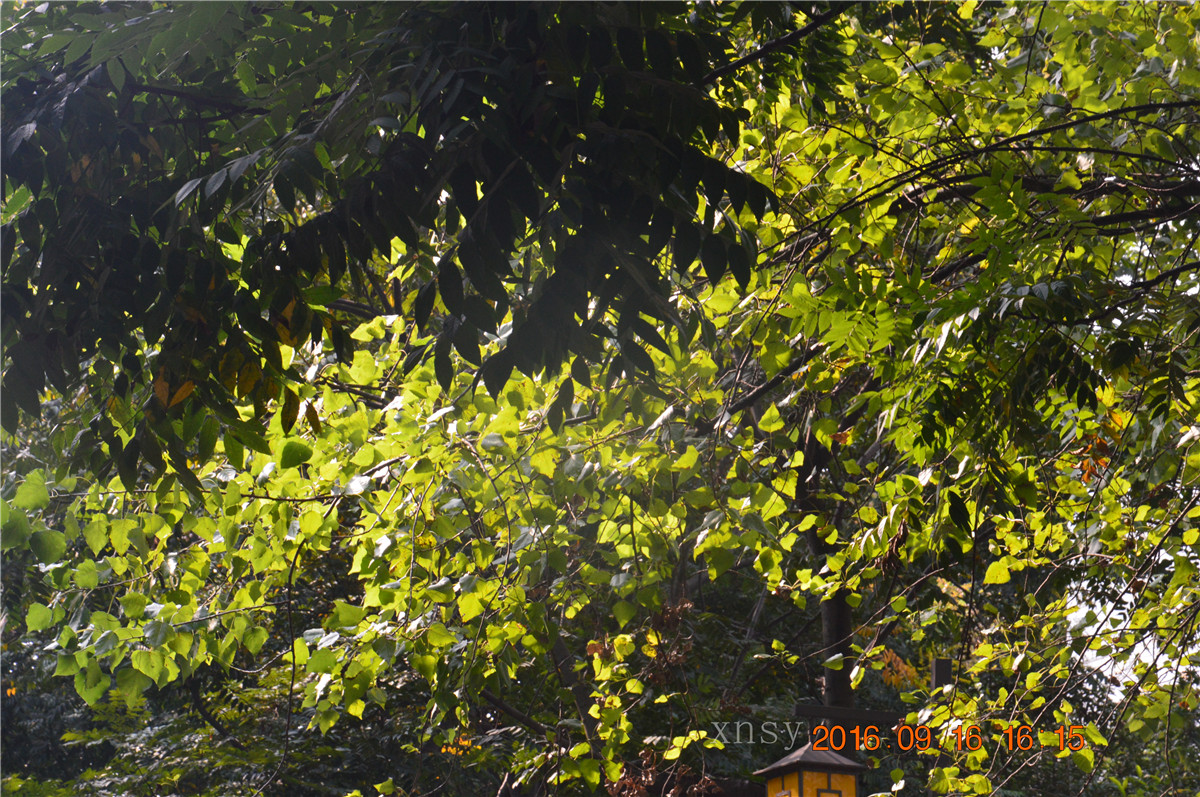 DSC_0171.JPG