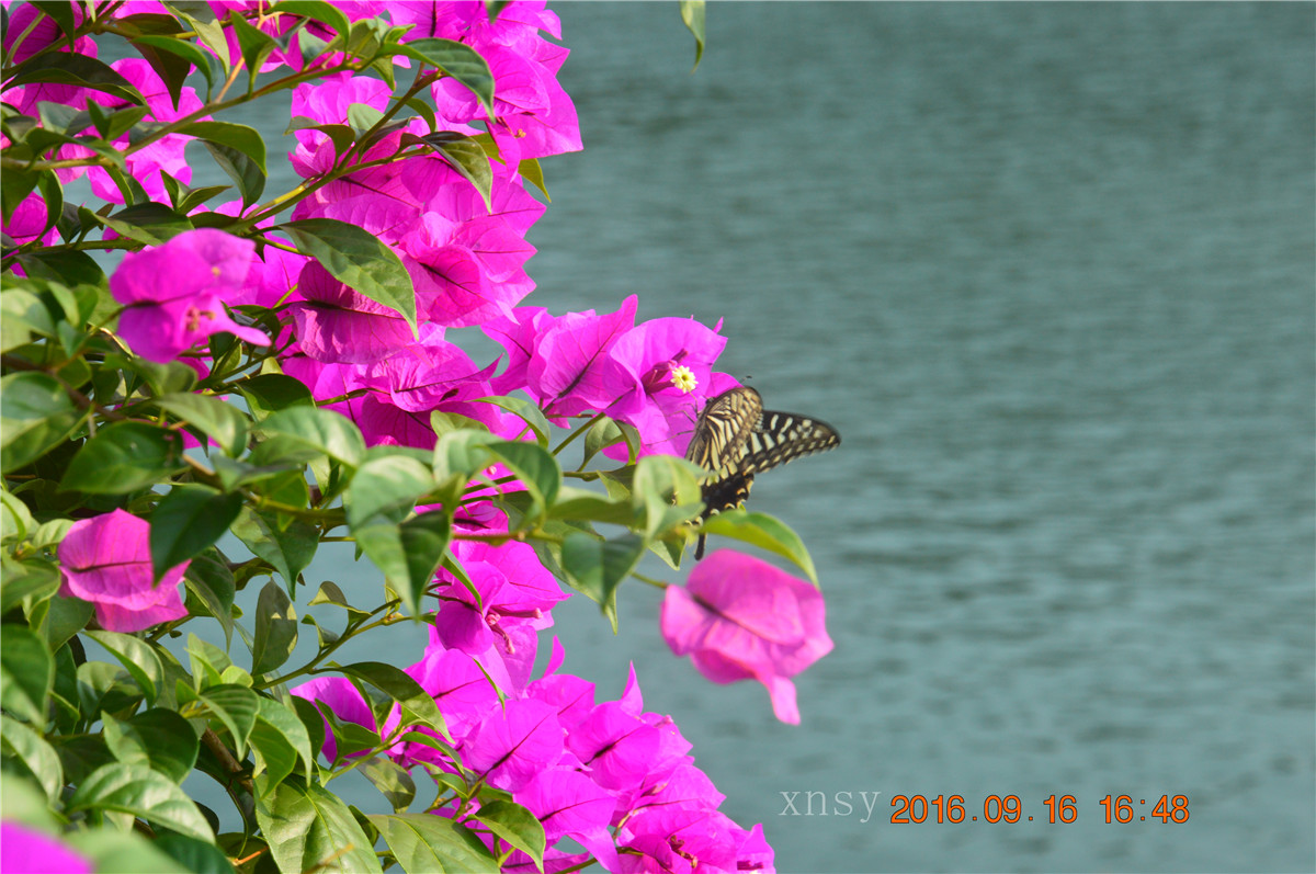 DSC_0207.JPG