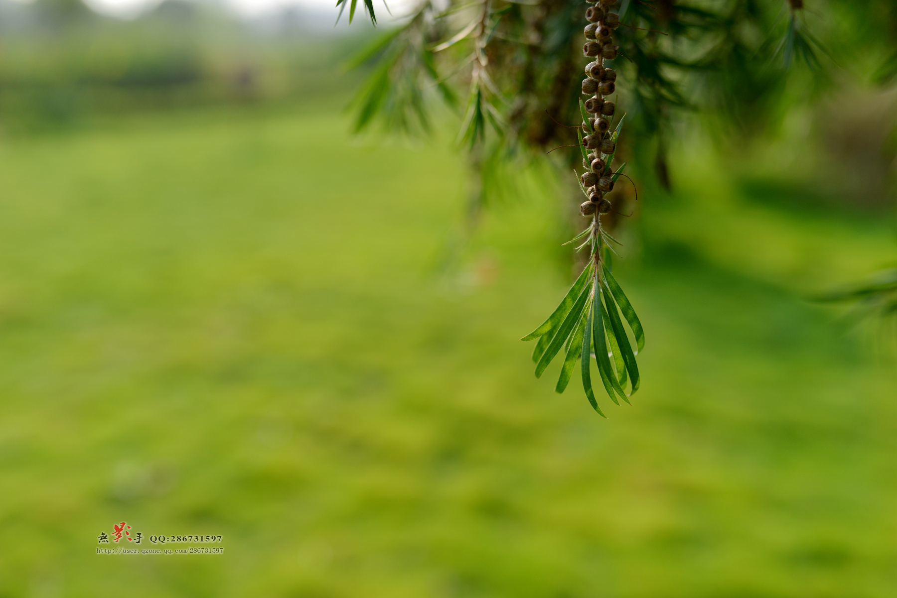DSC_8558.jpg