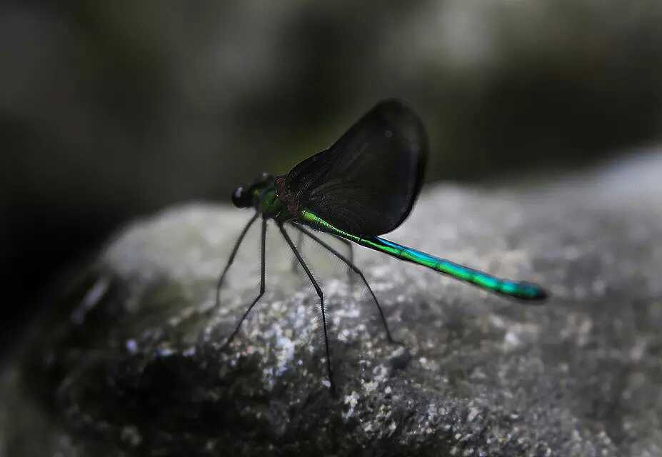 095715z65d6bp28dpz8ooz.jpg