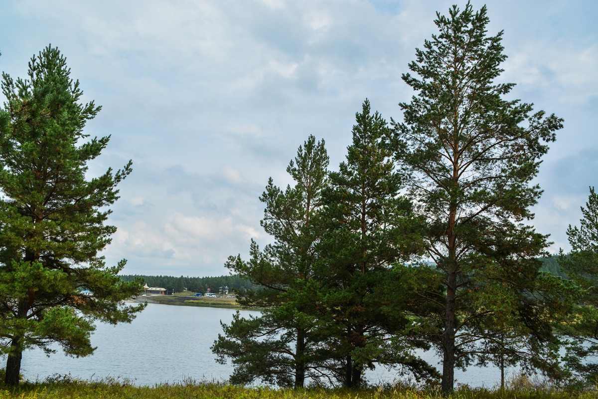 (分享)内蒙古红花尔基樟子松森林公园
