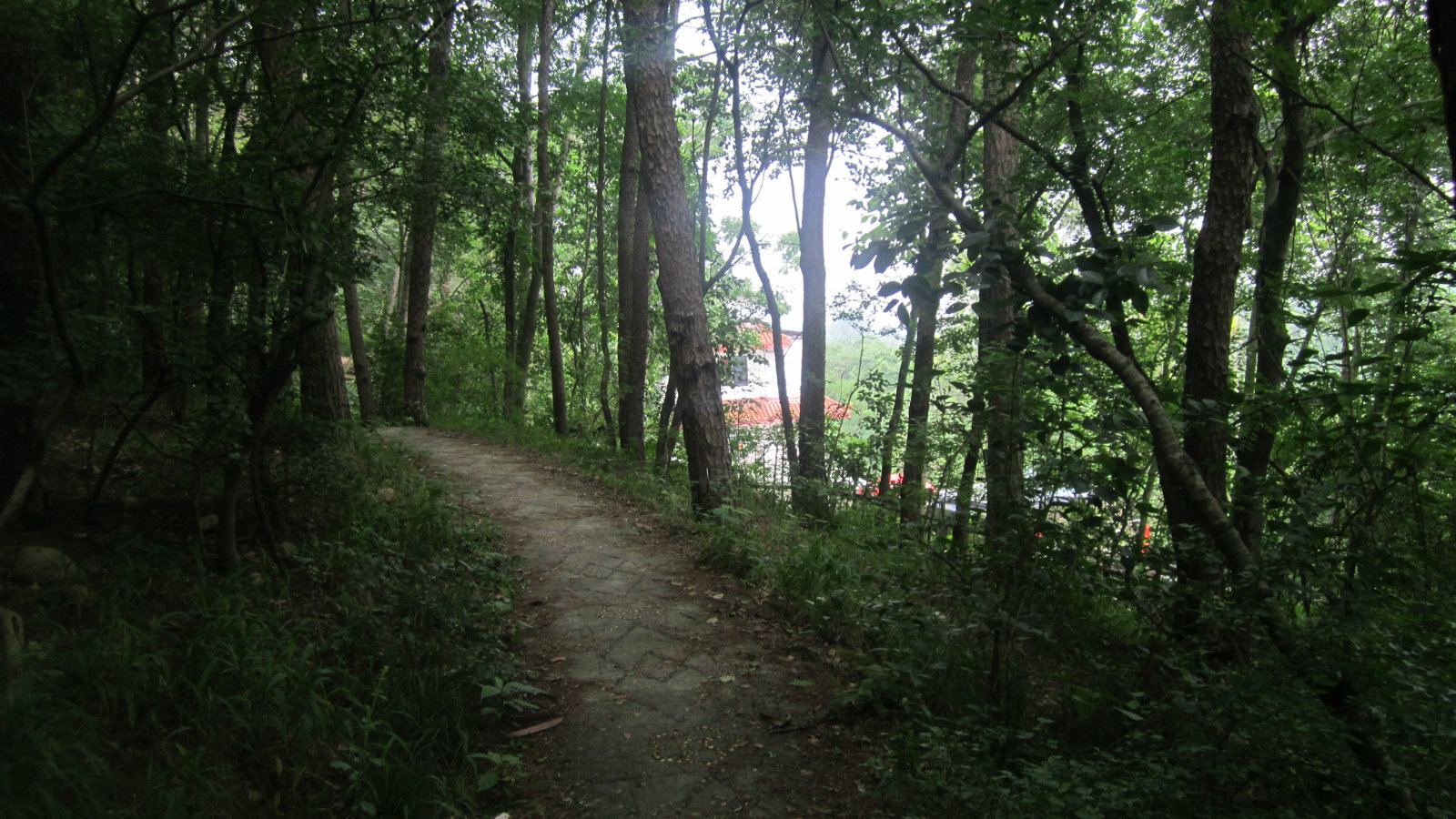 松林坡——卧龙公园被遗忘得一角