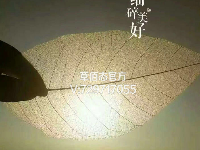174629u8wweimu74mq9s88.jpg