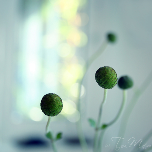 095058a2ynuju2arydaz2h.jpg