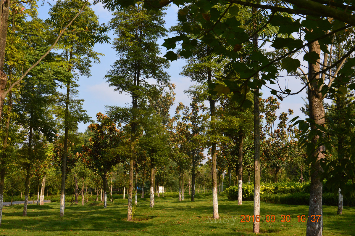 DSC_0064.JPG