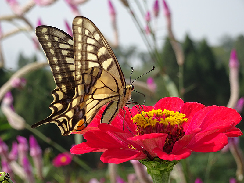 dsc00152_.jpg
