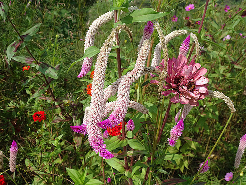 dsc00155_.jpg