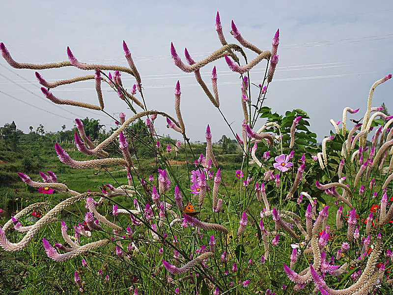 dsc00162_.jpg