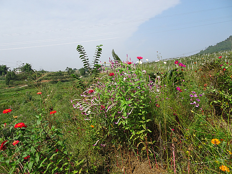 dsc00167_.jpg