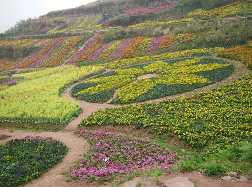 隆昌花漫水乡图片