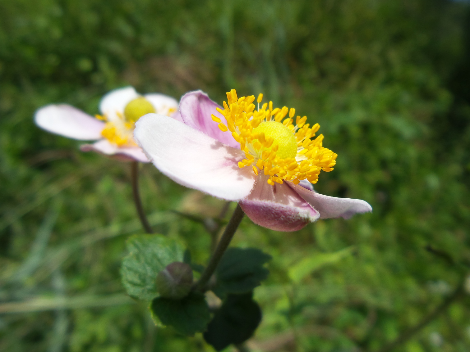 青官山上那美丽的打破碗花花(手机拍拍)