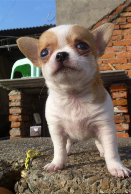 宠墨西哥苹果头大眼睛漂亮的吉娃娃茶杯犬出售纯种血统