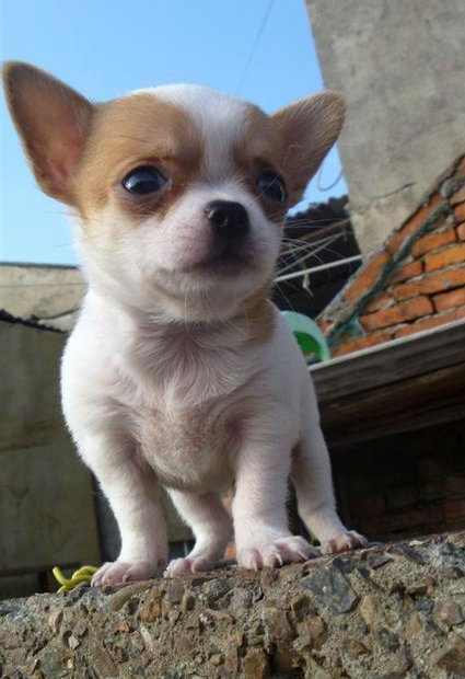 宠墨西哥苹果头大眼睛漂亮的吉娃娃茶杯犬出售纯种血统