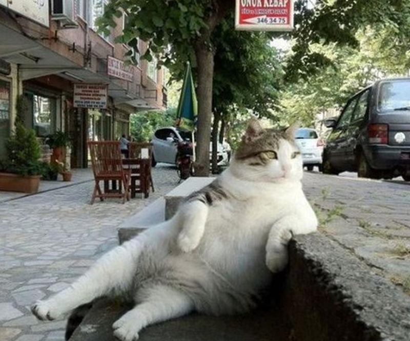 一只" 思考人生 "的猫永远活在人们心中 ?