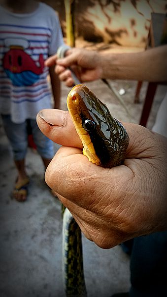 大叔路边捉了一条蛇,妹子也敢拿到手里来耍?厉害吧?