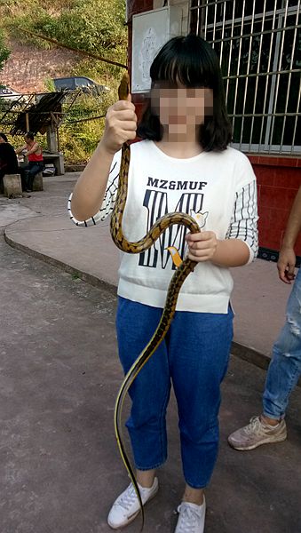 大叔路边捉了一条蛇,妹子也敢拿到手里来耍?厉害吧?