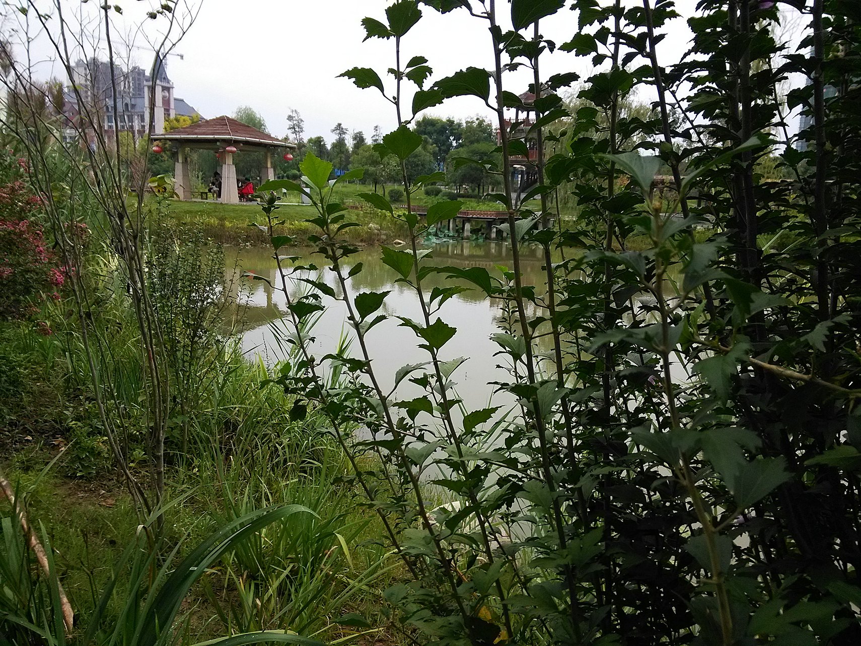 IMG_20160919_170952.jpg