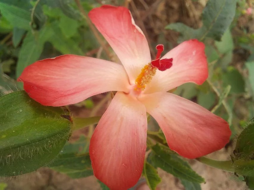 拍拍蓬安团包岭村的五指山参(红花马宁)花儿开咯!