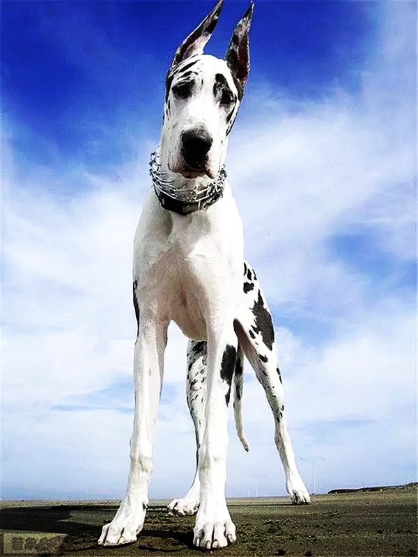 论坛里放些牛大的狗